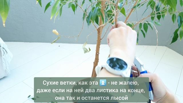 СЕКРЕТЫ ПЫШНОГО ФИКУСА / Адская стрижка или что делать, если ФИКУС ПОЛЫСЕЛ смотреть онлайн