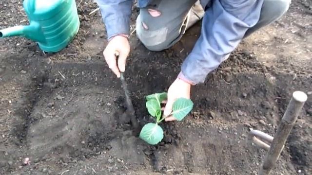 КАК ЛЕГКО И БЫСТРО ПОСАДИТЬ РАССАДУ КАПУСТЫ В ОТКРЫТЫЙ ГРУНТ смотреть онлайн
