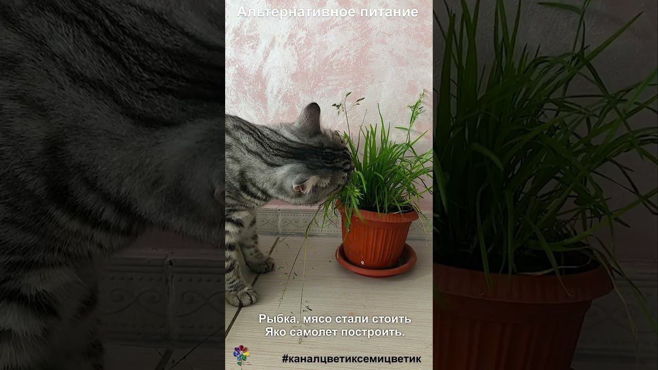 Кот и кризис #shorts смотреть онлайн