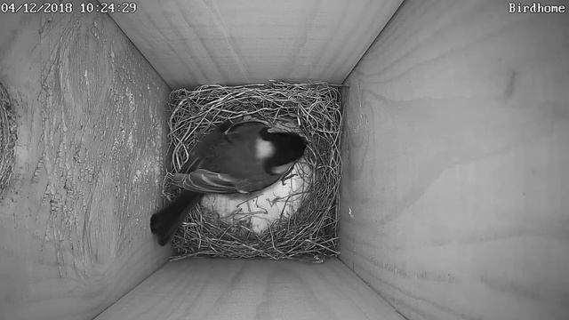 Утрамбовка подстилки смотреть онлайн