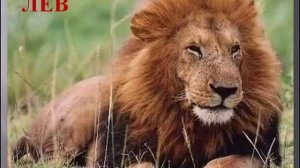 Обучение детей азбуке в стихах  Животные в стихах на каждую букву алфавита