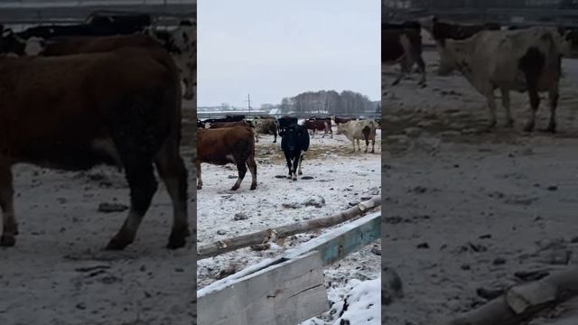 Стадо коров в продаже.Продажа КРС живым весом оптом. Молочные породы коров. agrokros.ru #крс