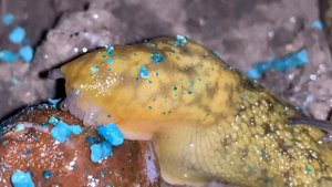 Слизняк садовый