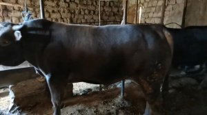 Быки швицкой породы