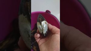Перловица из ближайшего пруда