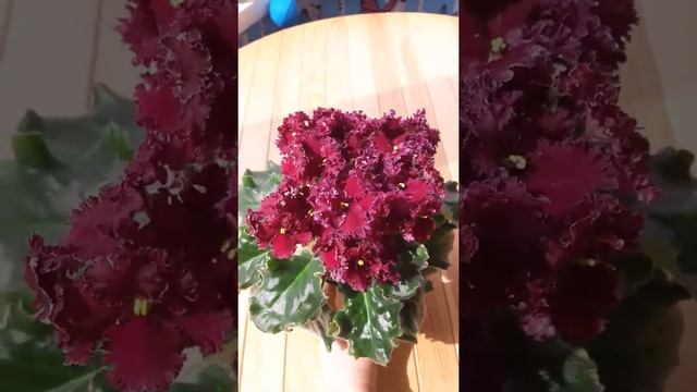 Фиалка ЛЕ-Шелковые Кружева смотреть онлайн