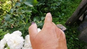 ПОЧВОПОКРОВНАЯ РОЗА СУОМИ (Swany). Второй раз вырос ПОДВОЙ.