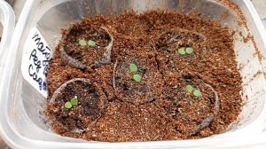 Сибирь. Всходы Остеоспермум, Петунии от разных фирм и разными способами посева.