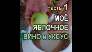 Моё яблочное вино и уксус как профилактическое лекарство. Начало (часть 1)