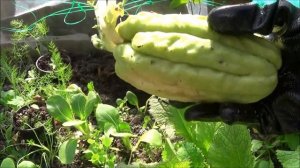 ЧАЙОТ высадка в теплицу весной ( Sechium edule, Chayote).