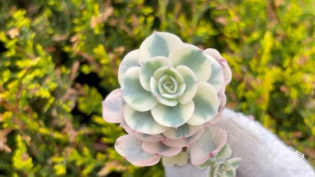 Echeveria Secunda variegated смотреть онлайн