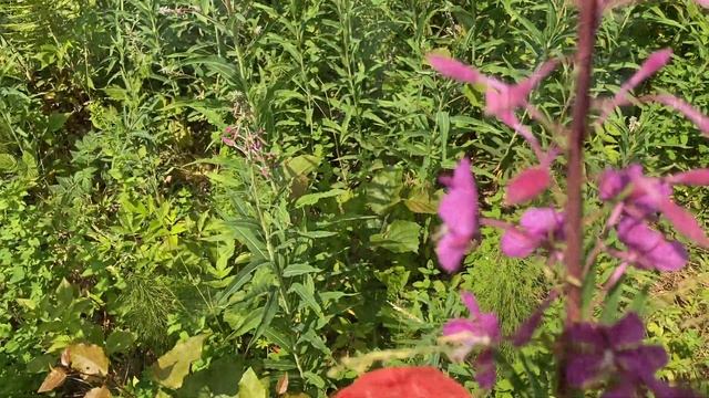 За Иван чаем на самокате смотреть онлайн