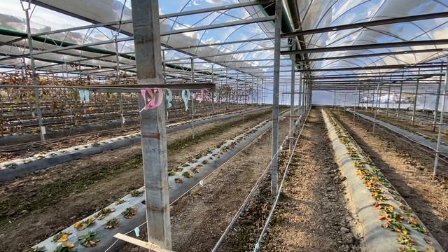 КАК ПОДВЯЗАТЬ МАЛИНУ В ТЕПЛИЦЕ смотреть онлайн