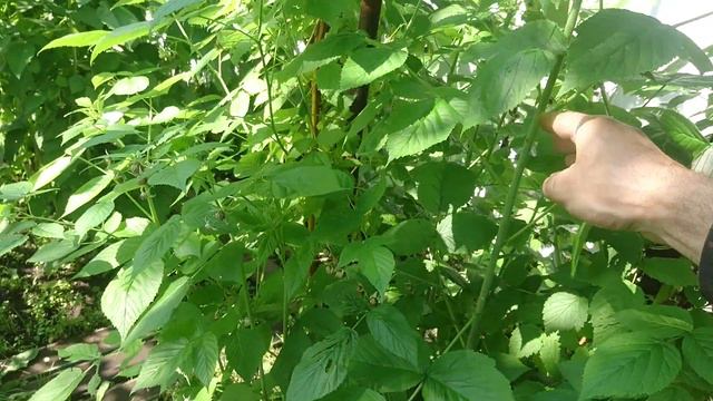 Летняя прищипка малины и ежевики смотреть онлайн