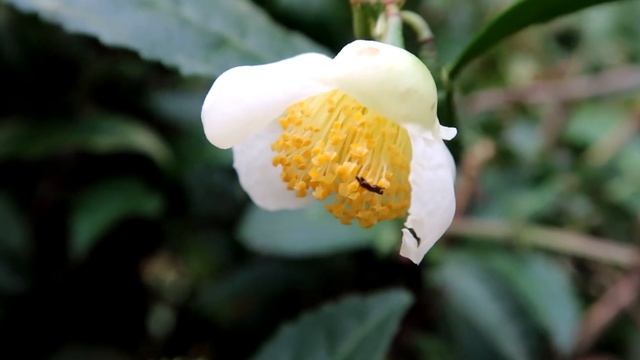Едем в Сочи! Чайные плантации / Tea plantations in Sochi смотреть онлайн