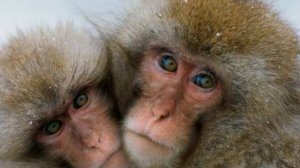 Обезьяны могут разговаривать как люди, но почему они этого не делают?