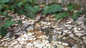 ГОРЯЧИЙ КЛЮЧ. НА САМОКАТЕ ПО ОКРЕСТНЫМ СОПКАМ.