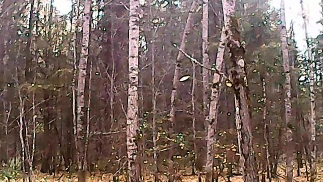 Осенняя Прогулка в лес по грибы с ножом опинель