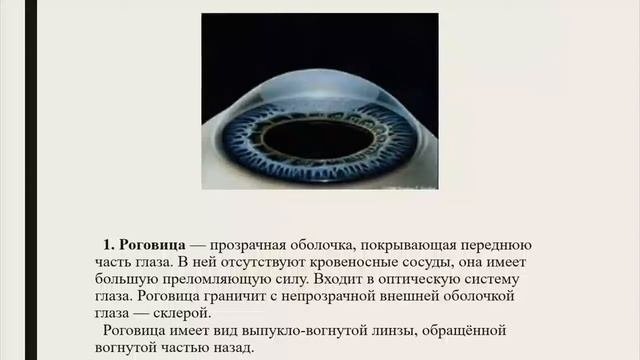 Возрастная физиология и гигиена анализаторов. Зрительный анализатор.