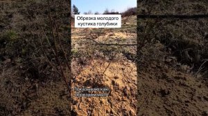 Обрезка молодого кустика голубики . Обрезкаголубики . Обрезка голубики весной