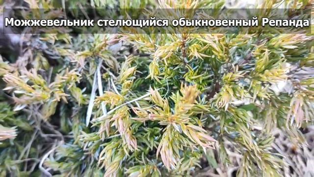 3 горизонтальных можжевельника в моем саду | Обзор горизонтальных можжевельников