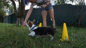 Вельш корги пемброк. Основы дрессировки и воспитания | Дрессировка щенка