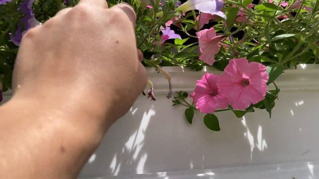 Supertunia Flower Boxes Week 4 Update 2023