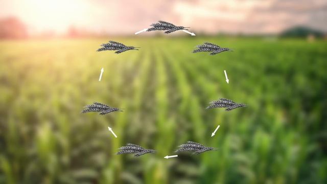 5 причин плохого урожая. смотреть онлайн