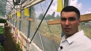 Удобрения для гидропоники и свежая зелень в теплице