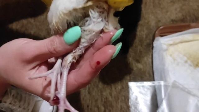 Перепела и куры в квартире - моë хобби, приносящее радость. Это шаг к своему частному дому. смотреть онлайн