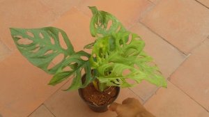 || MONSTERA ADANSONII ||