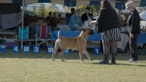 ALL ABOUT BOERBOEL: THE SOUTH AFRICAN MASTIFF (AKC)