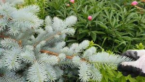 Стимулирующая обрезка хвойных.