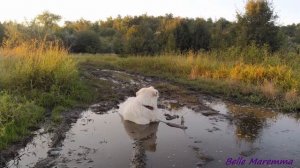 Maremma taking mud baths.Маремма принимает грязевую ванну.