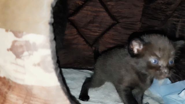 Обезьянка Алекса заботиться о маме кошке. Котям кошечки Багиры и котика Симбы 22 дня.