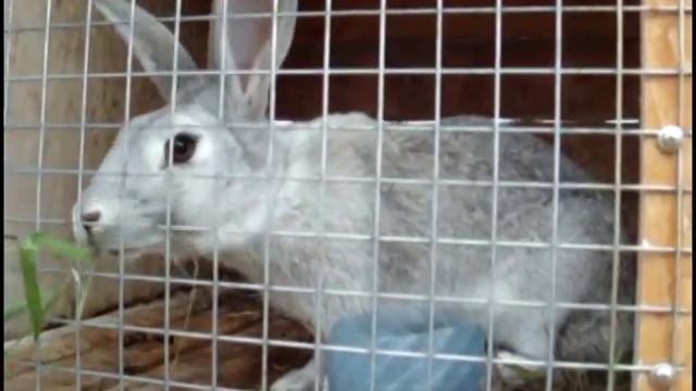 Село Алькино. Центр агротуризма "Сельский уют". 04.08.2015 смотреть онлайн