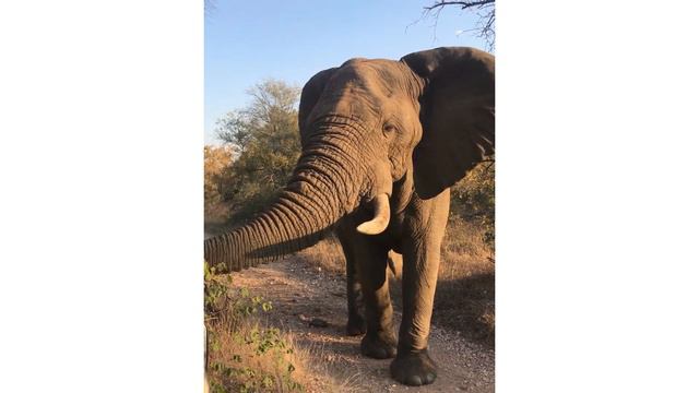 Giant elephant bull walking past the car