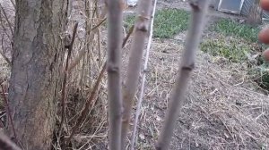 КЕРБОВКА, ЗАЧЕМ НУЖНЫ НАСЕЧКИ. Как ускорить начало плодоношения молодых деревьев