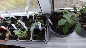 РОЗЫ.Как организовать зимовку летних черенков в доме и на улице