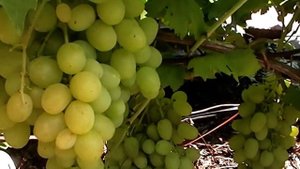 Сорт винограда "Белла" - сезон 2018