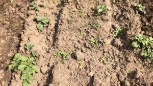 Прополка картофеля культиватором. Культивация междурядий картофеля.