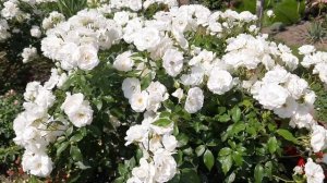 одна из САМЫХ ЖЕЛАННЫХ белых роз - роза Айсберг / rose Iceberg / ROZI MIRA