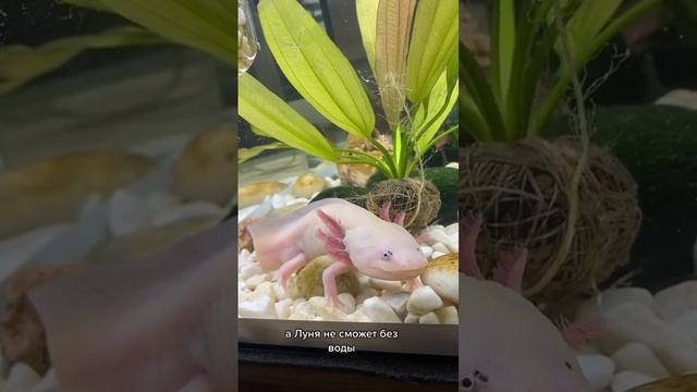 Неприятная ситуация в поезде! Аксолотль Лунтик #axolotl #аксолотль