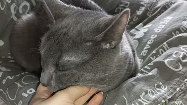 АСМР/Влог?/ Немного реальной жизни/ Готовим тортик?/ Январь смотреть онлайн