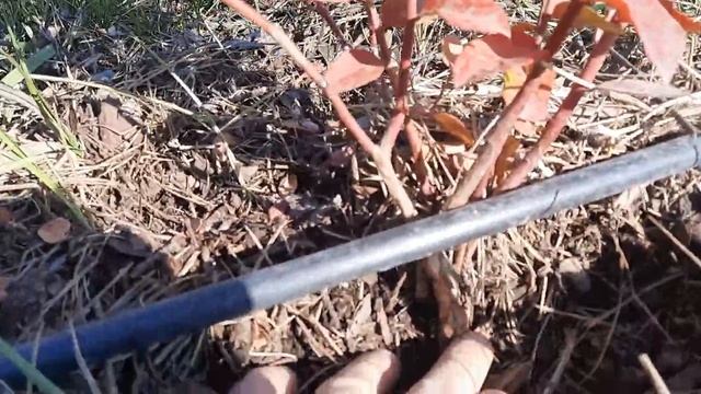 Как правильно покупать саженцы голубики! И как определить возраст саженцев?