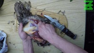 Как ощипать и разделать утку в домашних условиях (18+)
