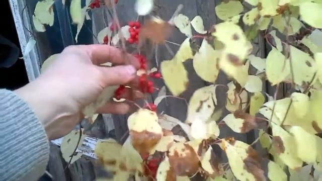 Мёд и ягоды лимонника.