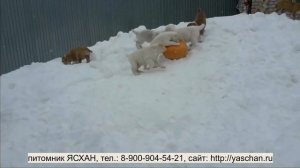 Щенкам алабая два месяца