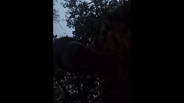 Как сделать лач гейнер на турнике?! обучалка на лач гейнер #воркаут #сальто #360натурнике #рек смотреть онлайн