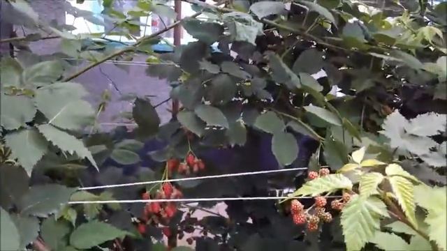 Ежевика Лох Несс (Loch Ness) смотреть онлайн